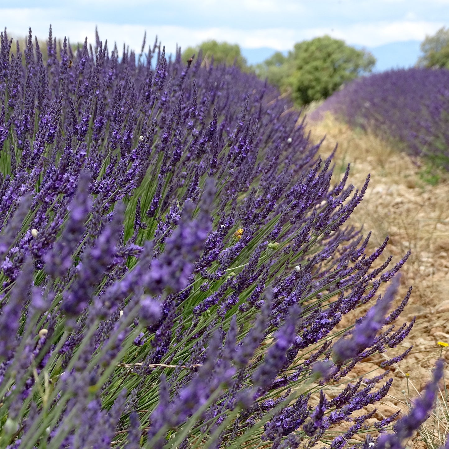 Berlingot de Lavandin – Éco-print & Coton Revalorisé