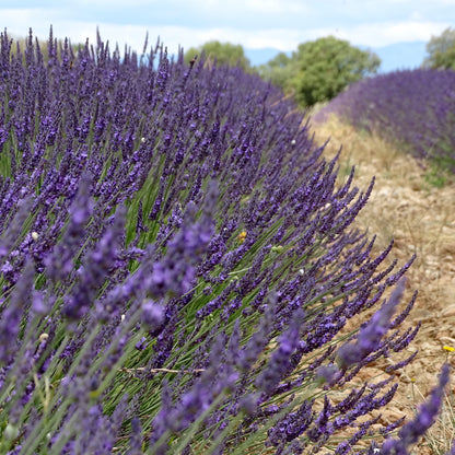 Berlingot de Lavandin – Éco-print & Coton Revalorisé